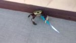 15271740117090.webm