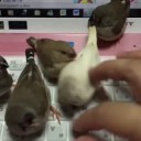 birdskeyboard.webm