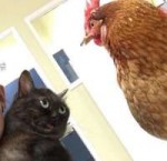 Кот смотрит на курицу.jpg
