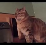 cat smack surprises other cat