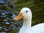 white-duck-in-pond.jpg