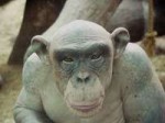 Bald-Chimpanzee2.jpg