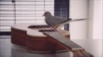 jojo bird continued.webm