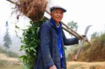 1200px-Yuanyanghanifarmer.jpg