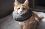 17499632web1rescue-kitten-surgery--1-.jpg