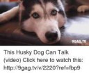 9gag-tv-this-husky-dog-can-talk-video-click-here-to-16703138