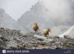 picos-de-europa-national-park-two-mountain-goats-running-ac[...].jpg