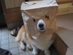dog-in-paper-bag-so-many-crazy-things-RKVC.jpg