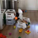 14958145185990.webm
