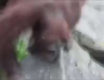 ape saves duckling.gif