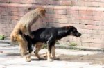 Dog-Monkey-having-sex-3.jpg