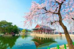 gyeongbokgung-palace-with-cherry-blossom-spring-korea.jpg