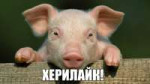 pig11.jpg