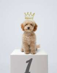 dog#1.jpg