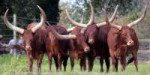 Ankole1.jpg