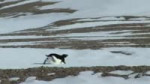 suicide penguin.webm