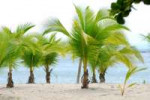 Pictures-of-Different-Types-of-Palm-Trees-13.jpg