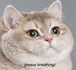 15681472335621.gif
