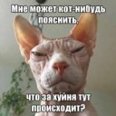 Кот-нибудь