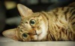 7016569-cute-cat-eyes-wallpaper.jpg