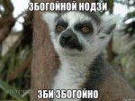 lemur28829938orig.jpeg