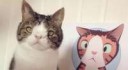 monty-cute-cat-on-instagram