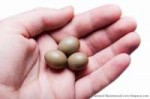 Luscinia-luscinia-eggs-6[1].jpg