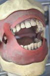 dentalmannequin01.jpg