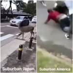 25215211893693646167.mp4