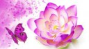 171905-lotus-purplish-pink-lotus-flower-blossoming-and-hot-[...].jpg
