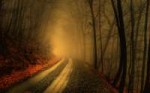 fog-forest-road-wallpaper-2.jpg