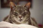 angry-cat-photography-02-5874a28aee900700.jpg
