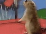 dramatic-squirrel-gif-14.gif