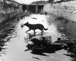 stalker-1979-002-00m-ln4-dog-running-through-water0.jpg