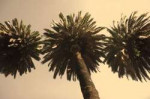 Palm Tree Postcards.jpg