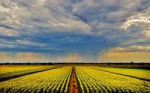 Color photo of a Summer Storm, California Farmland, Corn Fi[...].jpg
