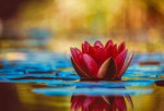 water-lily-3784022340.jpg