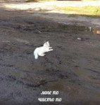 image.jpeg