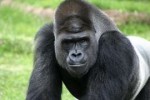intimidating-stare-from-silver-back-gorilla-wendell-clenden[...].jpg