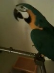 What the fuck! Papagei Parrot WTF Watafak.mp4