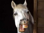 caballo-sonriendo.jpg
