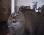 talking-funny-cat-says-no-no-no.mp4