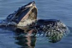 Inside-Mouth-of-Humpback.jpg