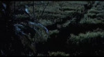 Velociraptors Long Grass.webm