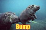 250px-Bumphippo.jpg