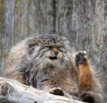 manul.jpg