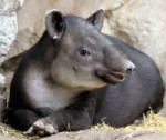 tapir-zhivotnoe-opisanie-osobennosti-vidy-obraz-zhizni-i-sr[...].jpg