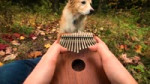 Cant Help Falling In Love on a Kalimba.mp4