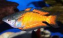Melanotaenia-parkinsoni-Parkinson-s-Rainbowfish.jpg