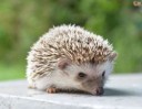 caring-for-a-pet-hedgehog-53c2e4ea02115.jpg
